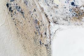 Reliable Dodgeville, WI Mold Removal Solutions